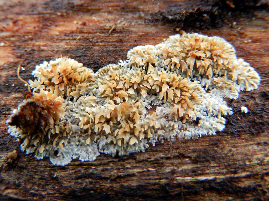 Lichene da identificare